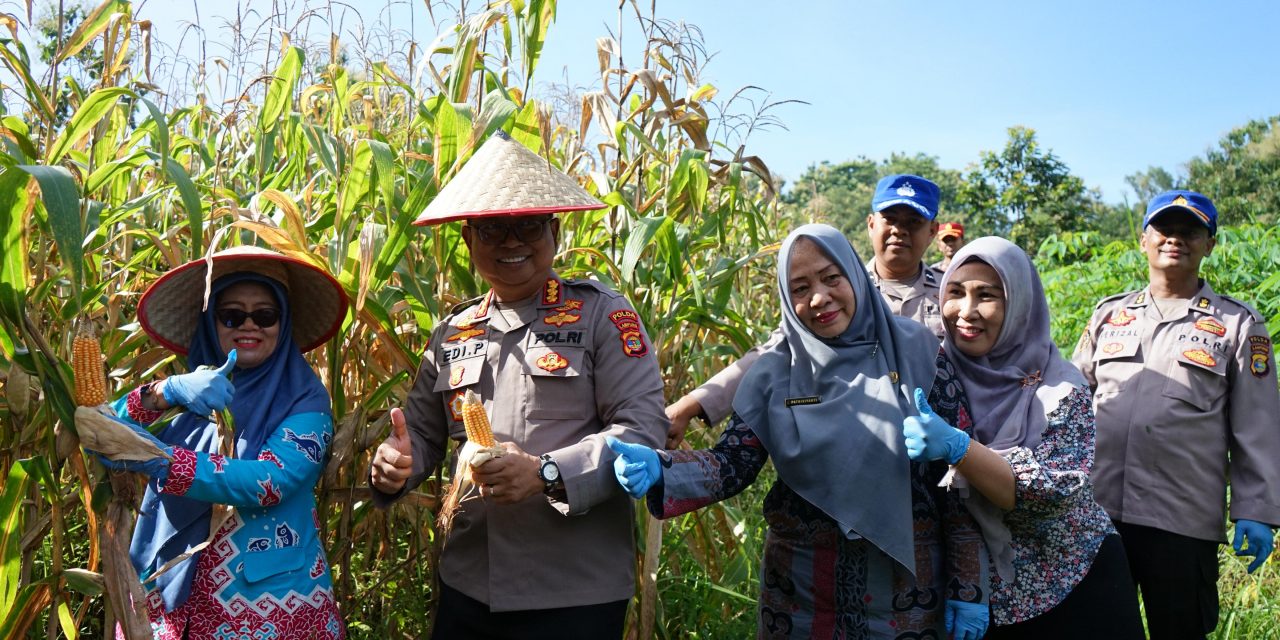 Polda Lampung dan Dinas Ketahanan Pangan Panen Jagung di SPN