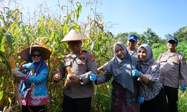 Polda Lampung dan Dinas Ketahanan Pangan Panen Jagung di SPN