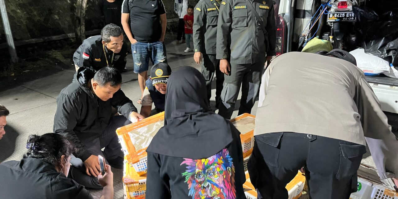 KSKP BAKAUHENI KOLABORASI DENGAN BKSDA DAN KARANTINA LAMPUNG BERHASIL AMANKAN RATUSAN EKOR SATWA LIAR